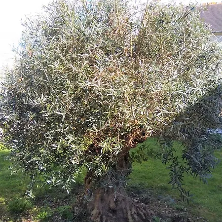 Homestay Athena, Sejour Bien-etre Et Ethique *